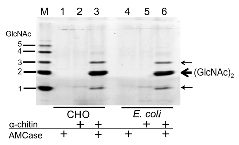 E.Coliで発現したマウス AMCaseは高分子キチンを分解した