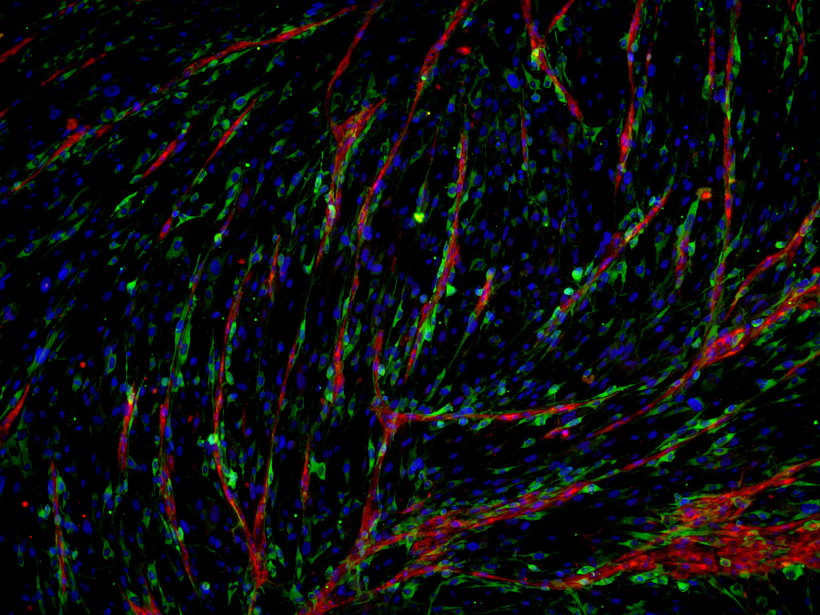 血管を構成する細胞（赤）が線状に繋がる血管新生を培養皿で再現。コラーゲン（緑）を産生する細胞は血管様構造の近傍に存在。